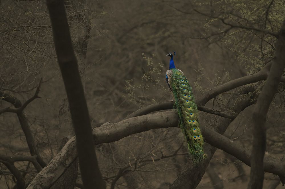 Photograph by Anshuman Tiwari