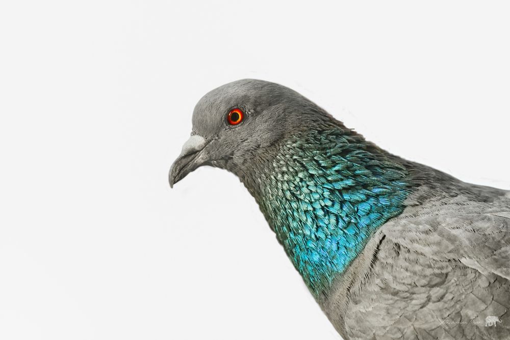 Photograph by Anshuman Tiwari