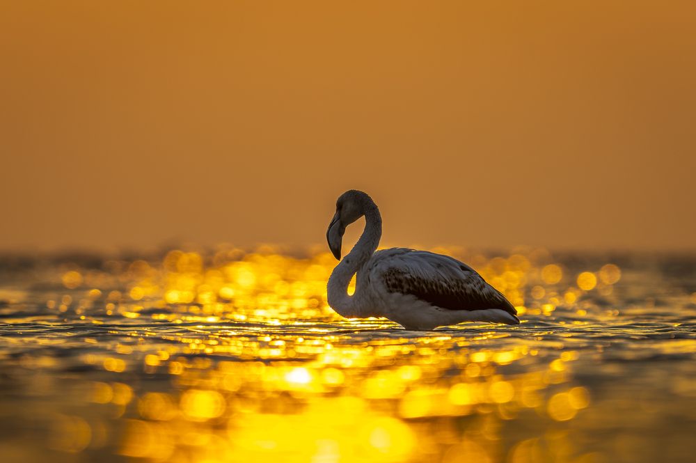 Photograph by Sunil Dhar