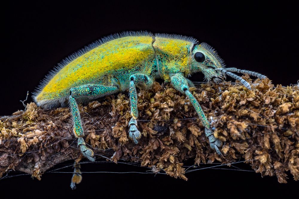 Photograph by Marcus Kam