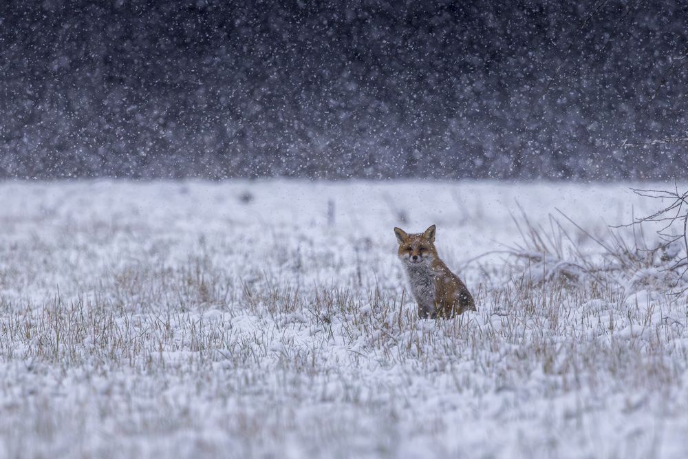 Photograph by Ellen Lichtenheldt