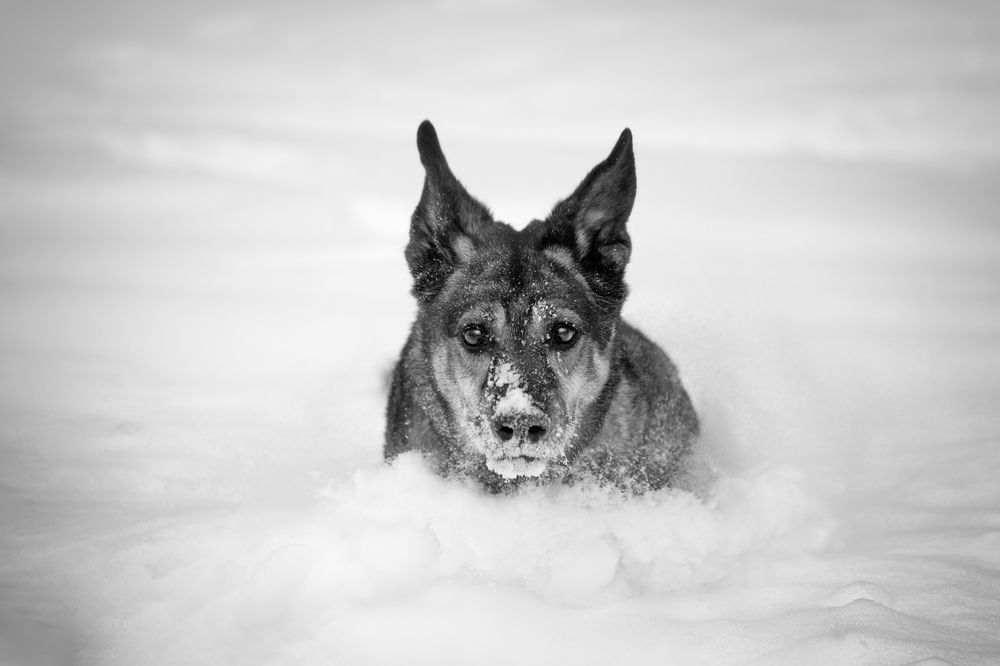 Бразды пушистые