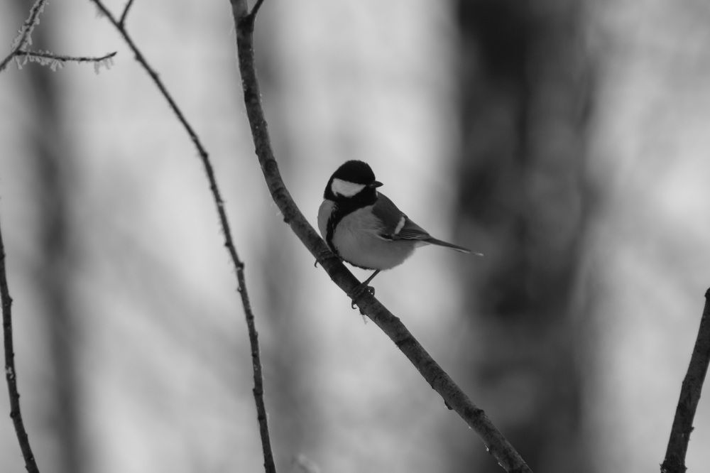 Photograph by Natasha Kim