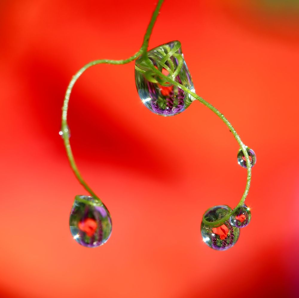 Photograph by Любовь Саханова