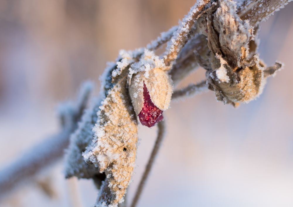 Photograph by Надежда Санникова