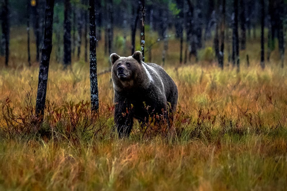 Photograph by Vita Potomova