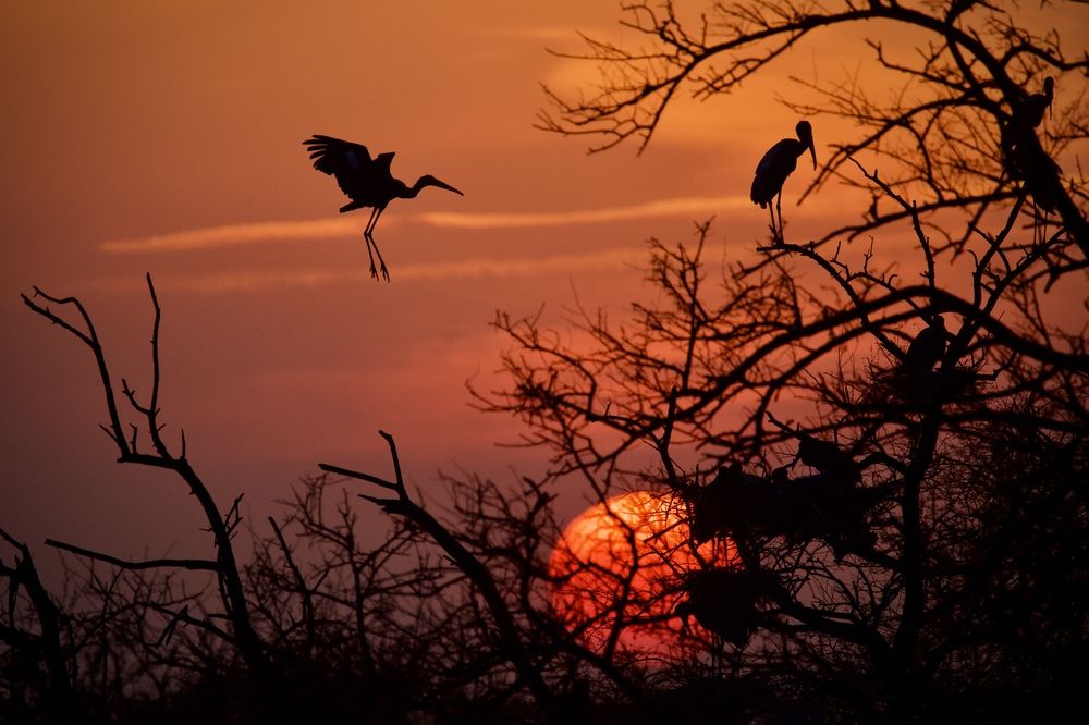 Фотография автора BIPLAB MISRA