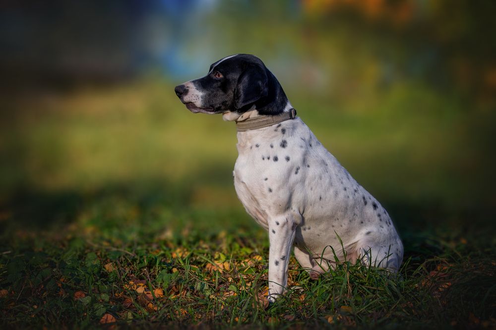 Клим, трехлапик из приюта