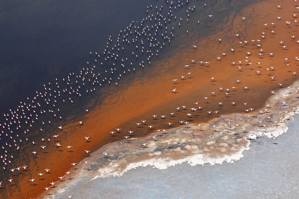 ФЛАМИНГО НА ОЗЕРЕ МАГАДИ