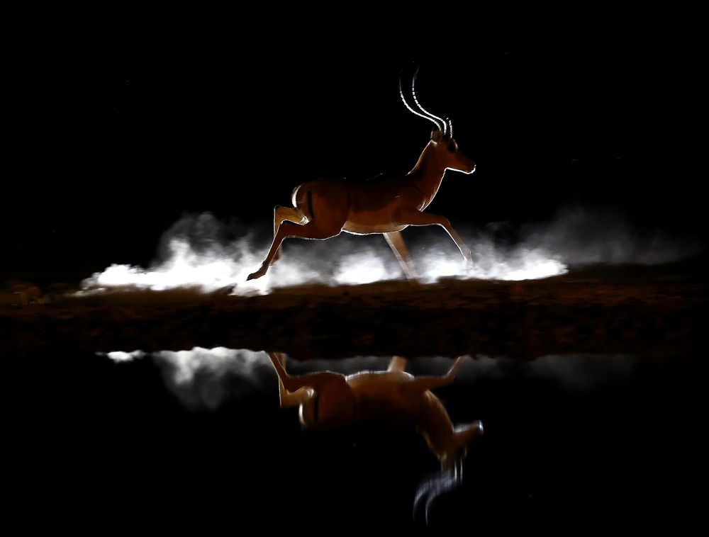 НОЧНАЯ АНТИЛОПА