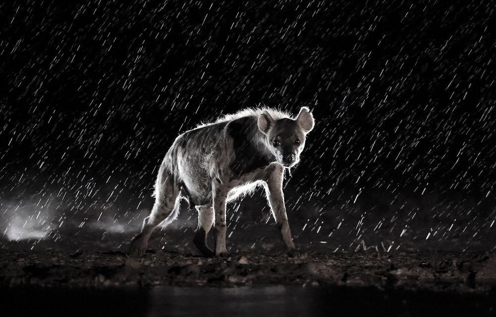 ПРИЗРАК В НОЧИ