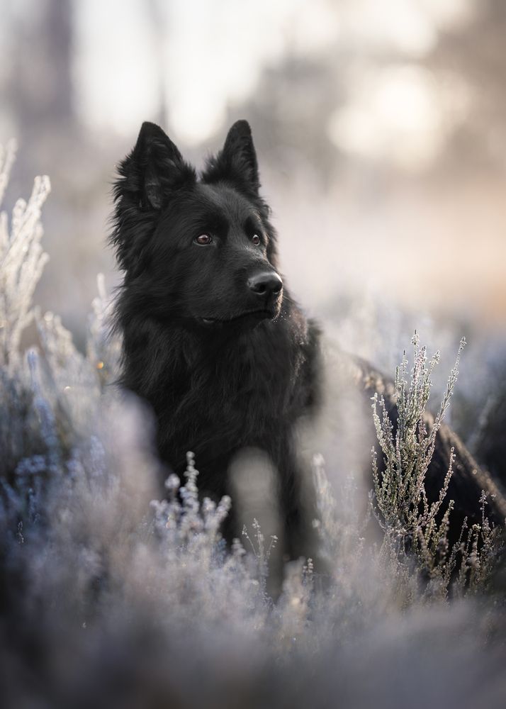 Photograph by Ines Van Doninck