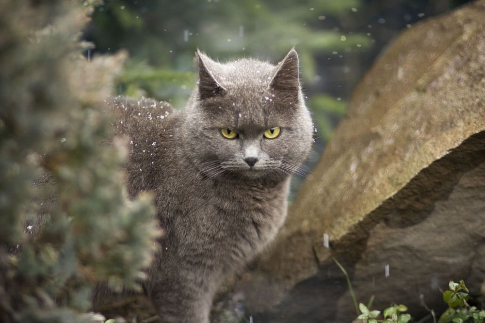 Василиса и первый снег