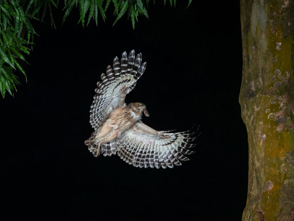 Photograph by Padmanava santra