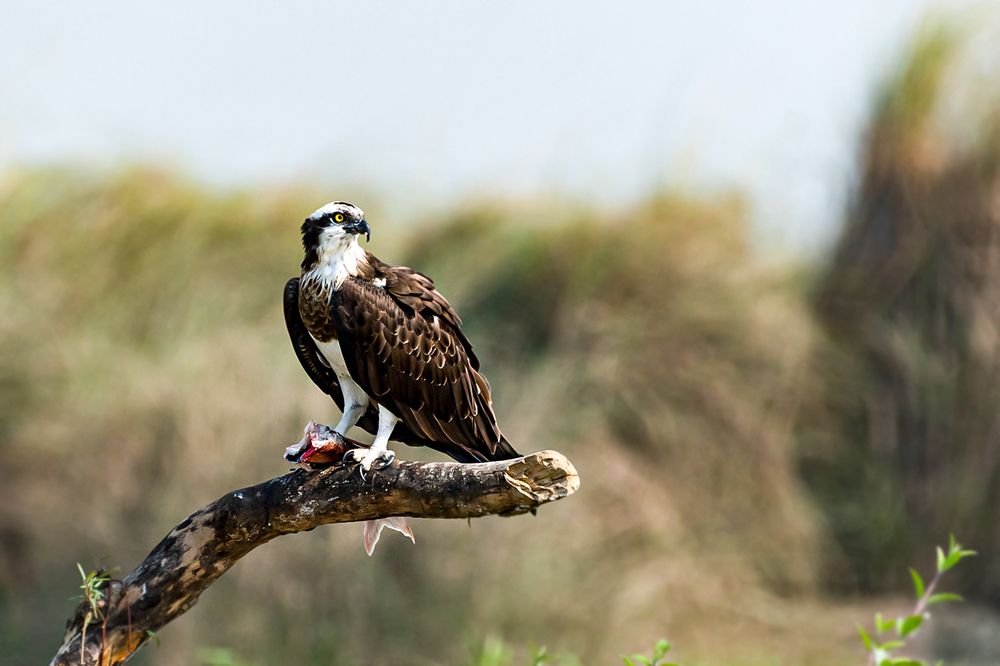 Photograph by TIMIR SARKAR