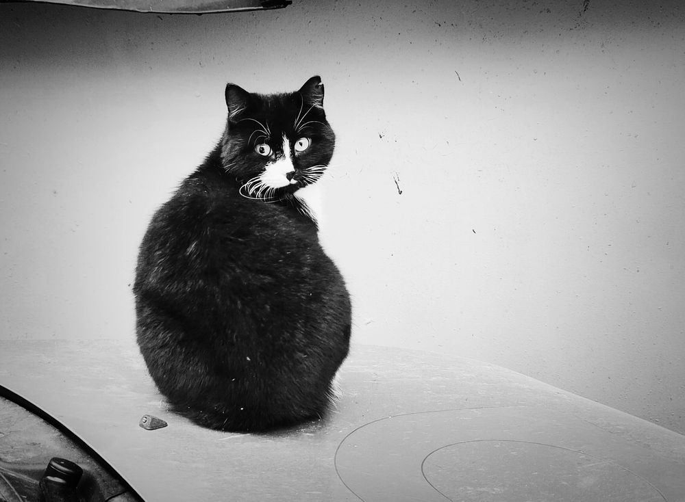 Фотография автора Светлана Смирнова