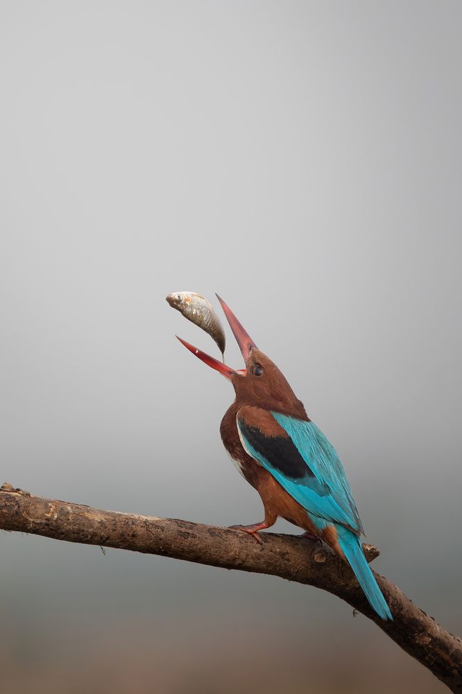 Photograph by Rohan Bhattacharjee