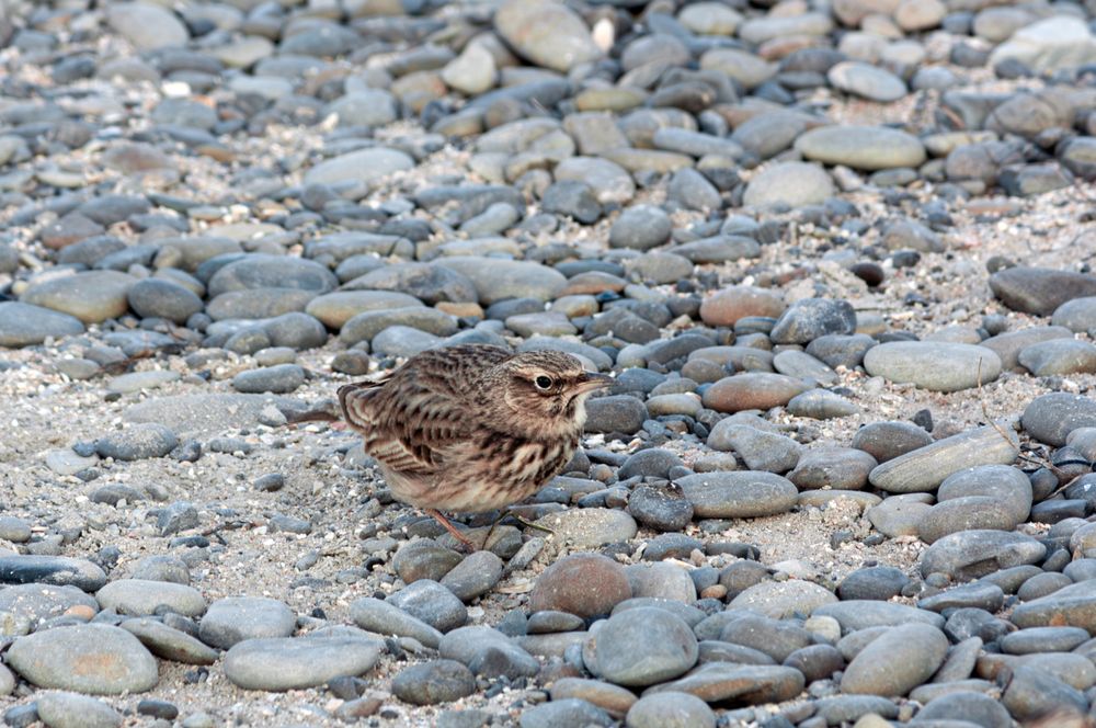 Photograph by Сергей Христинич