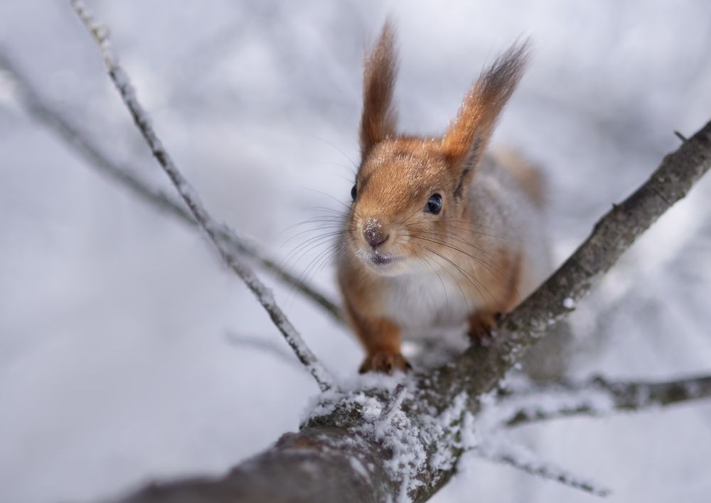 Photograph by Яна Кудлай