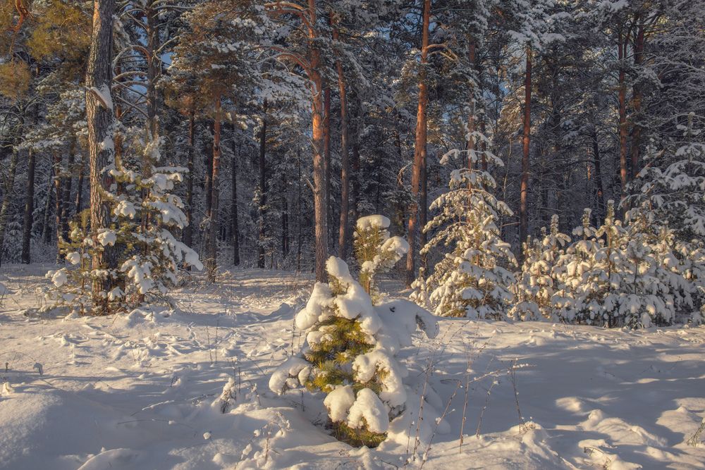 Photograph by Алексеев Дмитрий