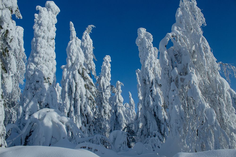 Зимнее царство