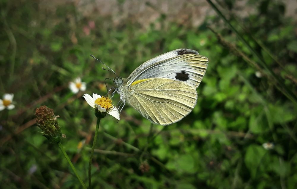 Beautiful creature