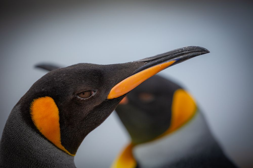 Photograph by Ольвия Яковлева