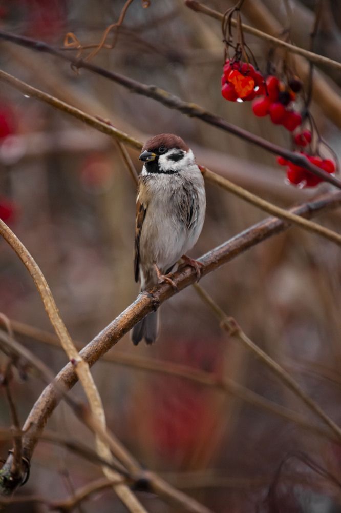 Photograph by Максим Савин