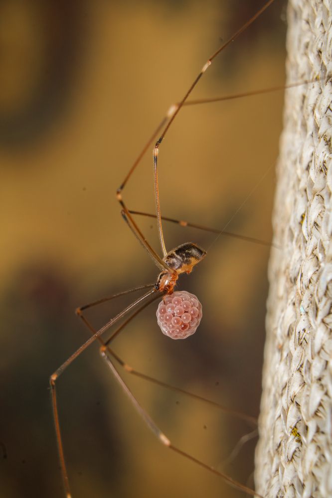 Aranha Treme-treme com seus ovos