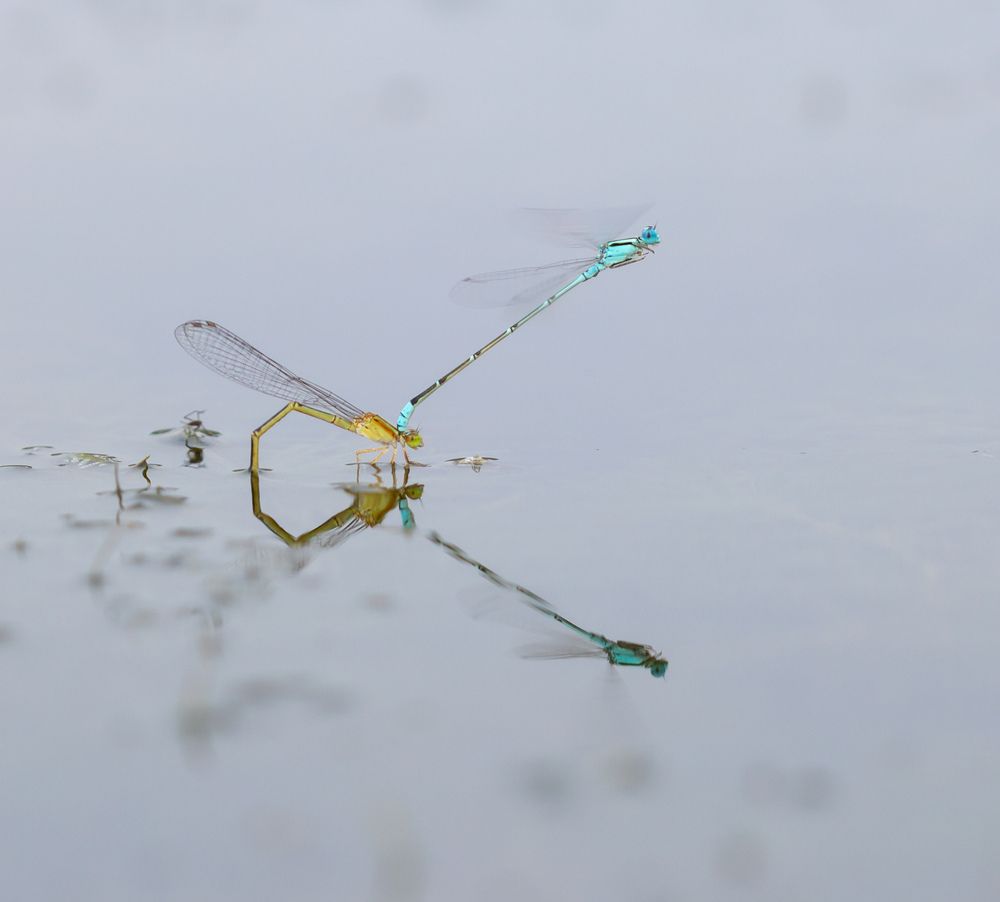 Dragonflies mating