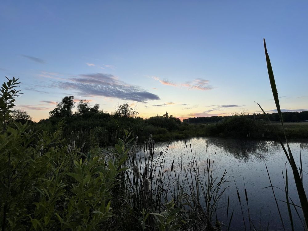 Летний пейзаж