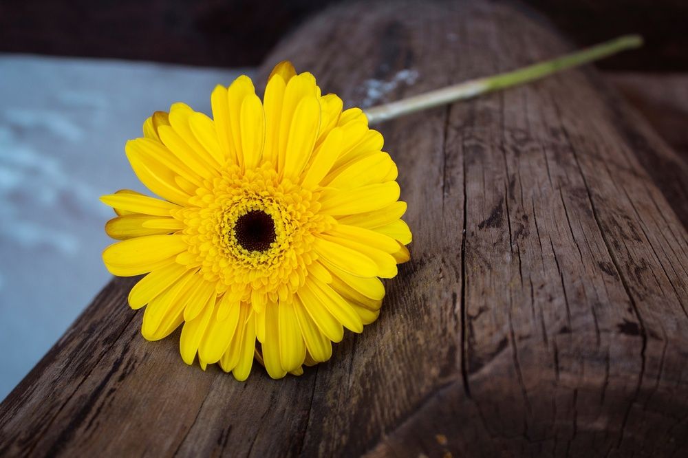 Photograph by Елена Фатьянова