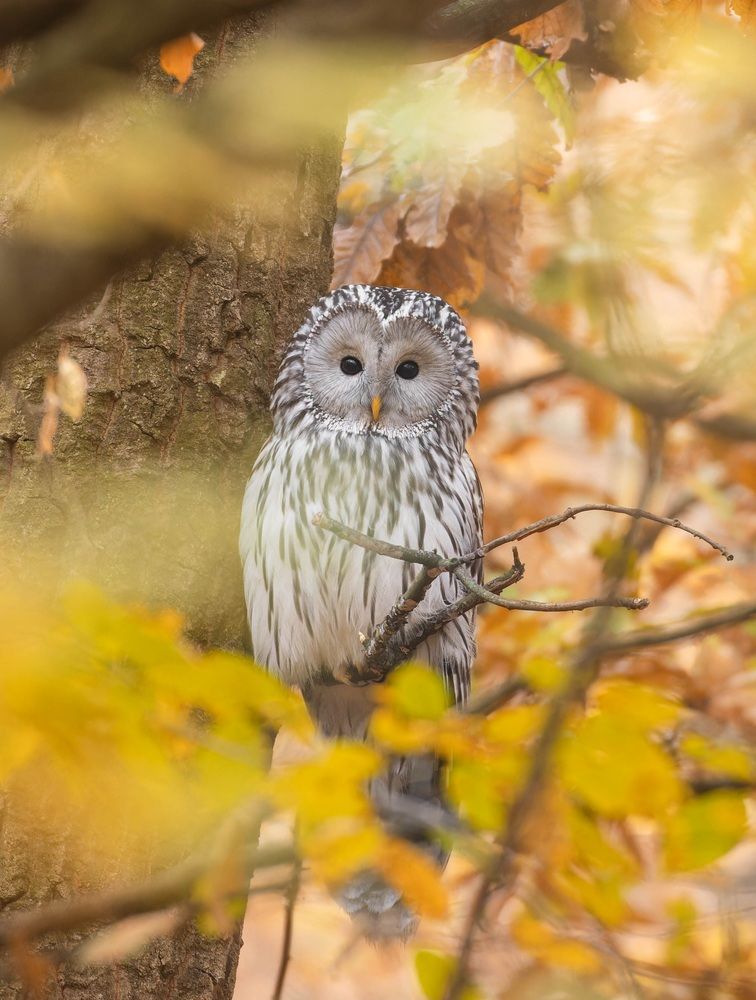 Фотография автора Sebastian Popa