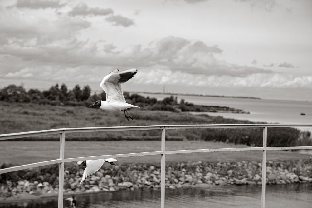 Photograph by Сергей Аникушин