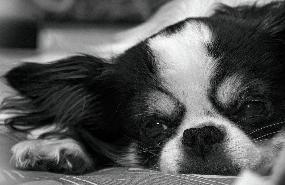 Фотография автора Орлов Олег