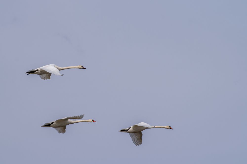 Photograph by Олег Алексеев