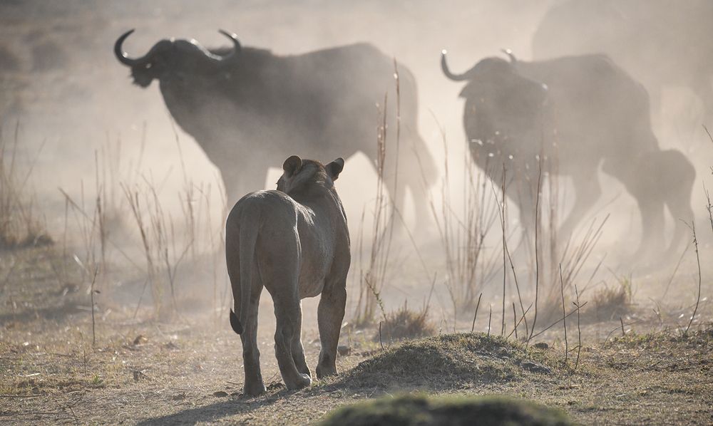Photograph by Ricardo Ubico