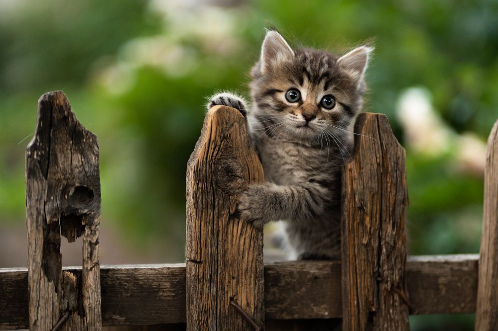 Фотография автора Коротун Юрий