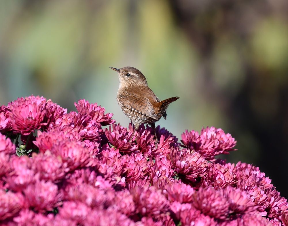 Photograph by Ciornei Simona Maria