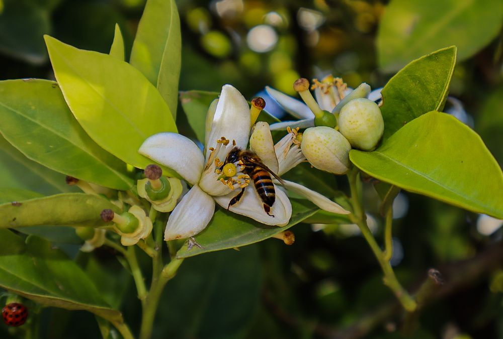 Little Bee