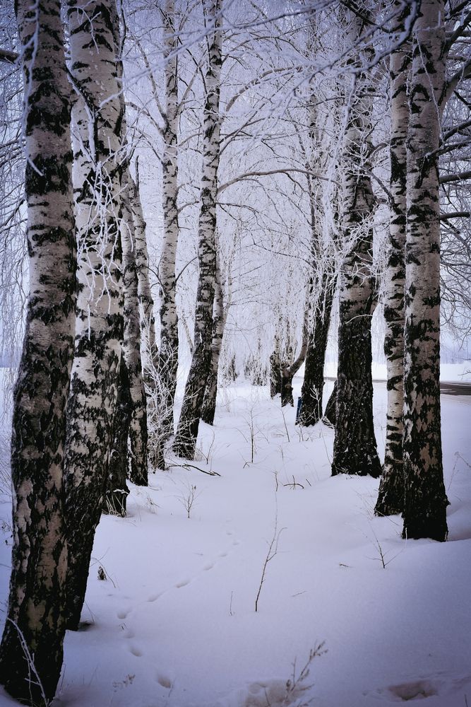 Photograph by Елена Сиушова