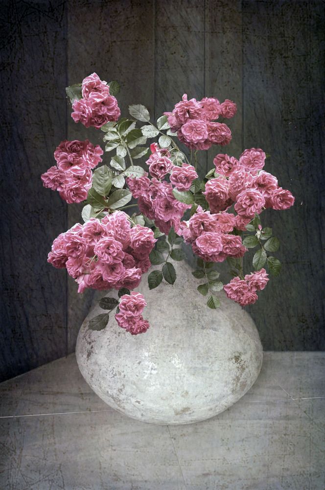 Фотография автора Penka Berberova