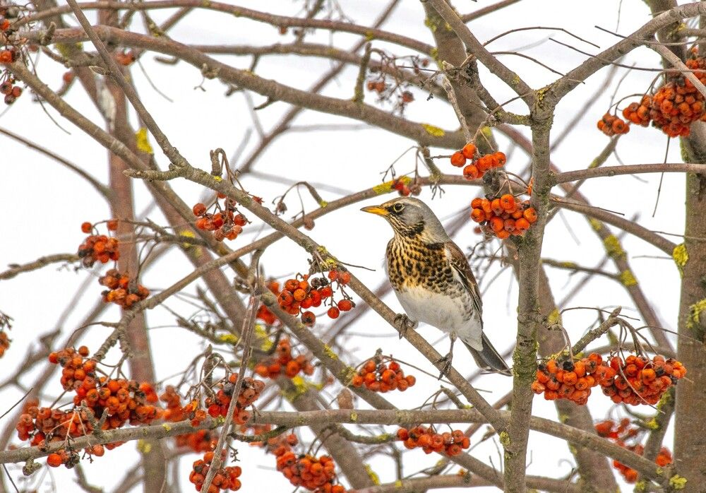 Photograph by Сиваков Алексей