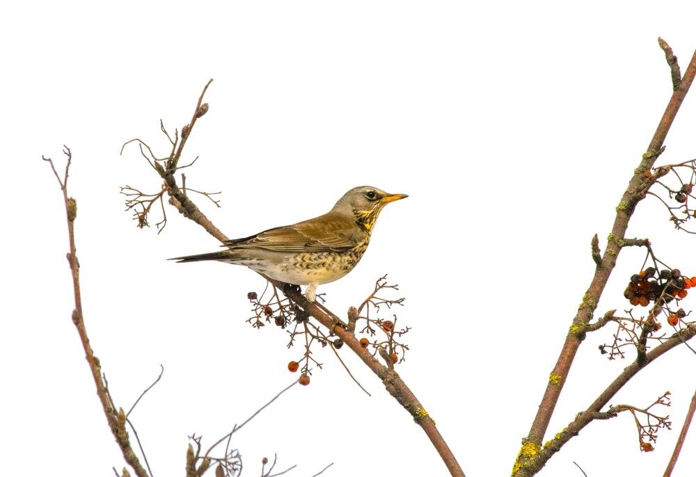 Photograph by Сиваков Алексей