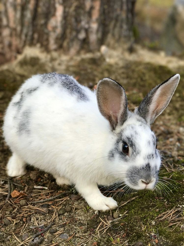 Белый кролик