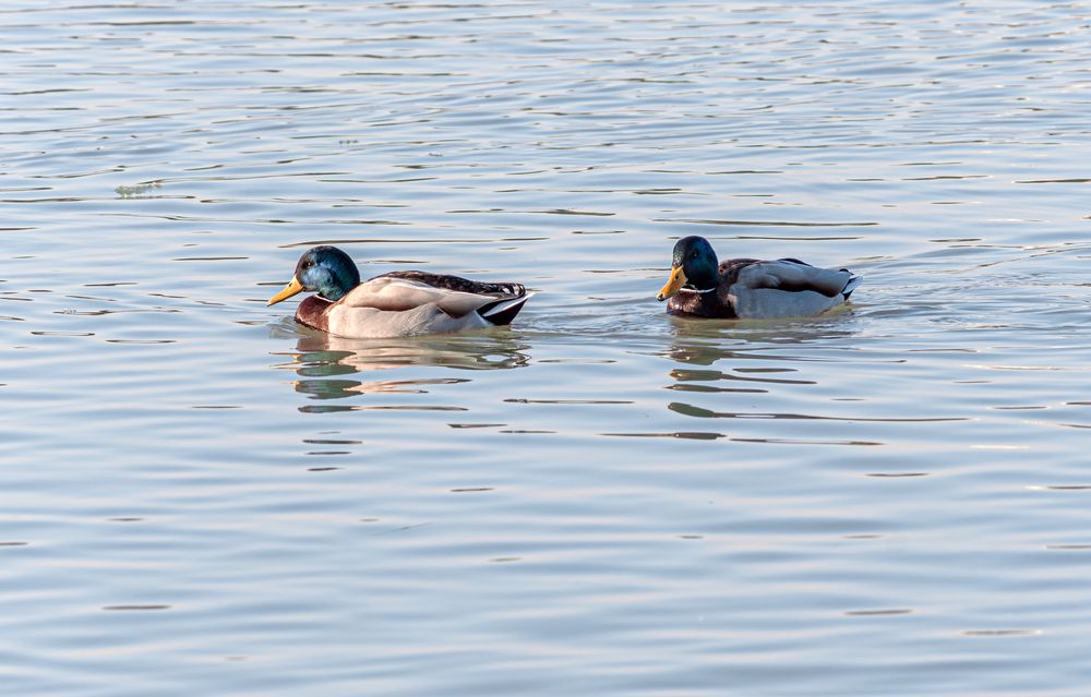 Photograph by Сергей Христинич