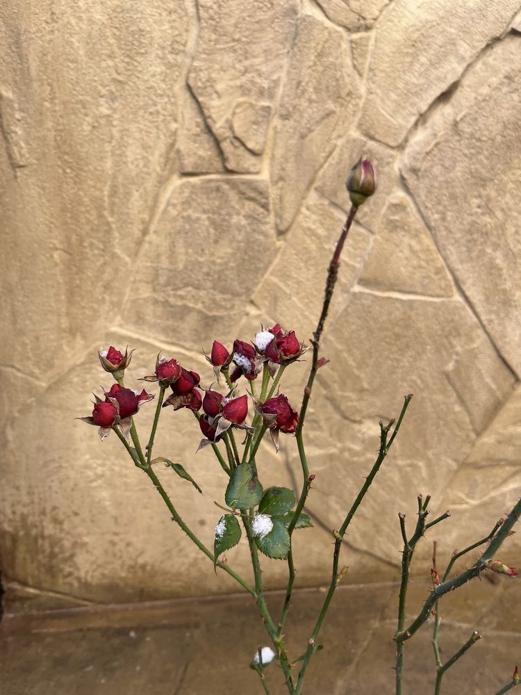 Photograph by Erika Osipova