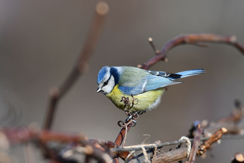 Photograph by Ciornei Simona Maria