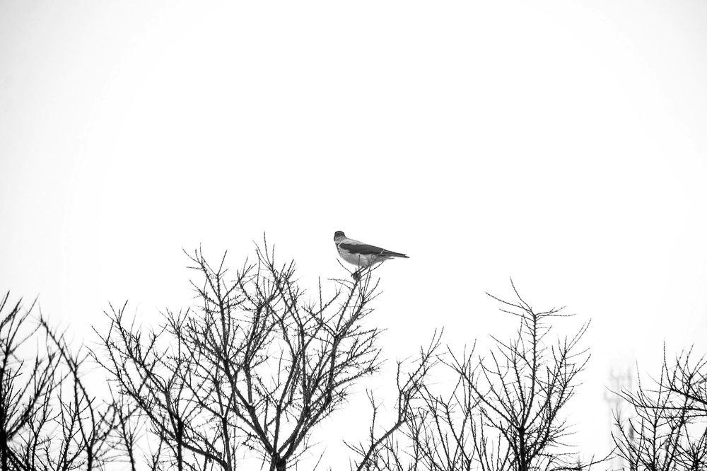 Photograph by Александр Крапачев