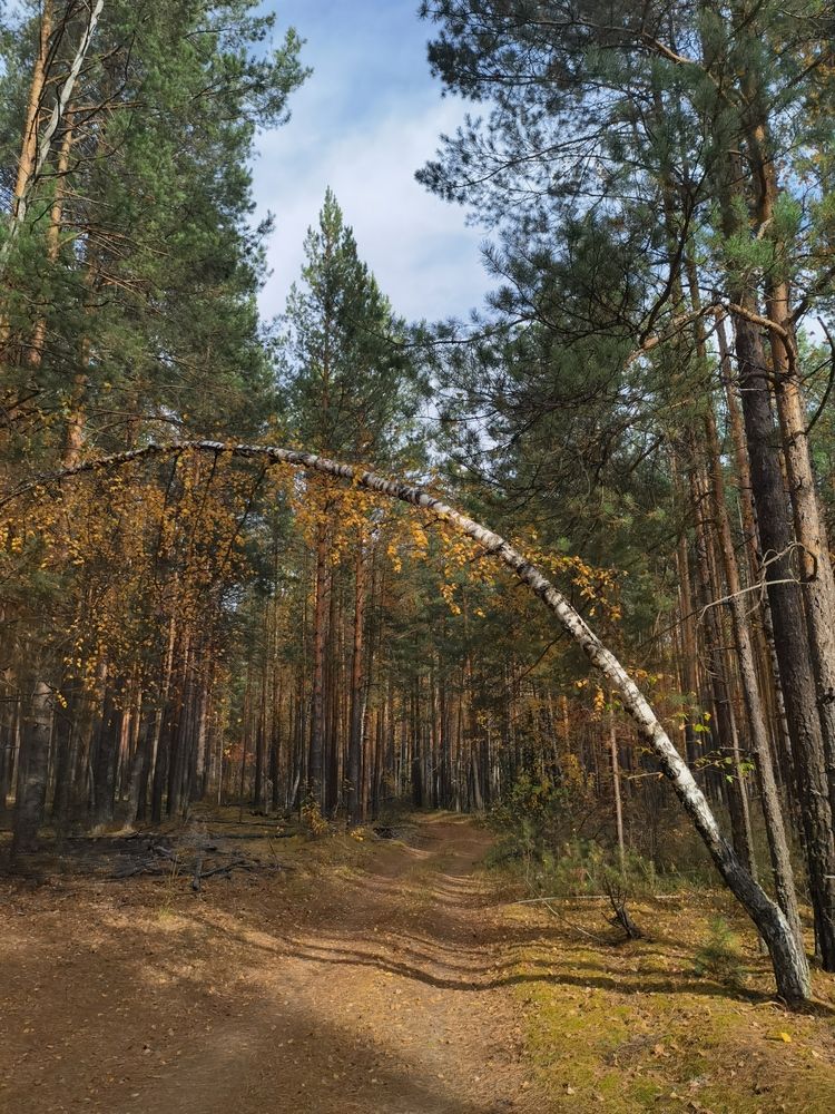 Лесная дорога